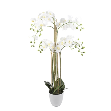 Orchidea in Vaso