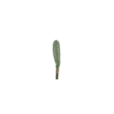 Cactus foto