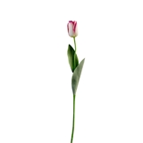 Tulipano Sfumato foto