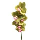 Orchidee Verdi foto