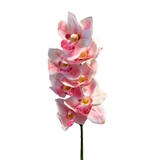 Orchidee Bianche foto