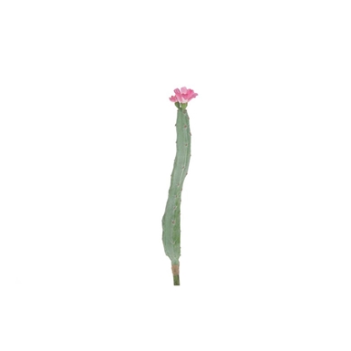 Cactus con fiore