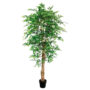 Ficus tree