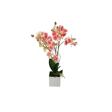 Orchidea con vaso bianco