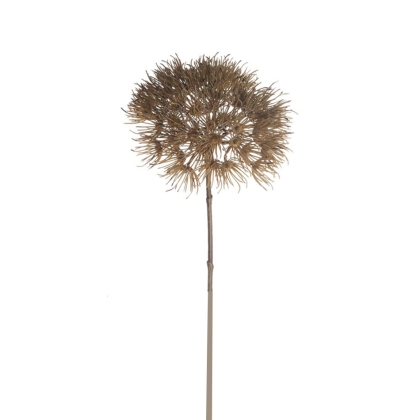 Immagini/shoppercenter_04601_heracleum_veronica