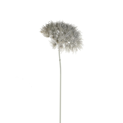 Immagini/shoppercenter_04602_heracleum