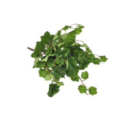 Immagini/shoppercenter_05187_edera