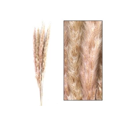 Immagini/shoppercenter_07625_pampas