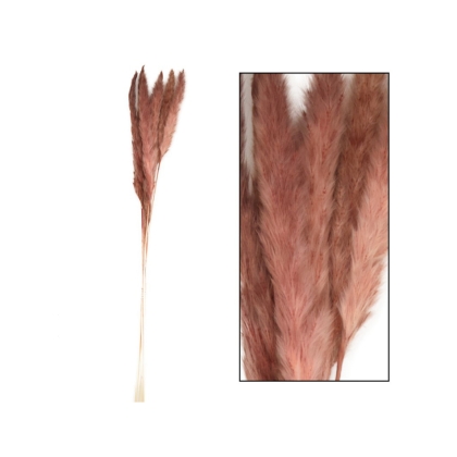Immagini/shoppercenter_07627_pampas