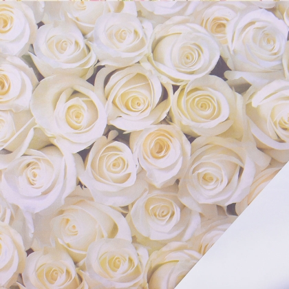 Immagini/shoppercenter_09420_rose
