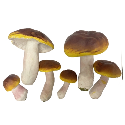 Immagini/shoppercenter_10504_funghi