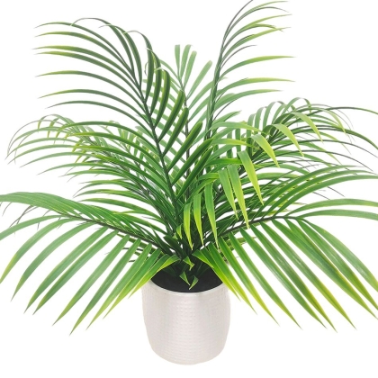 Immagini/shoppercenter_10979_pianta