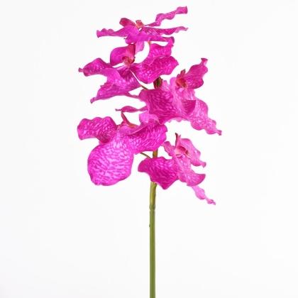Immagini/shoppercenter_10987_fiore
