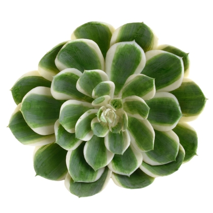 Immagini/shoppercenter_10988_fiore