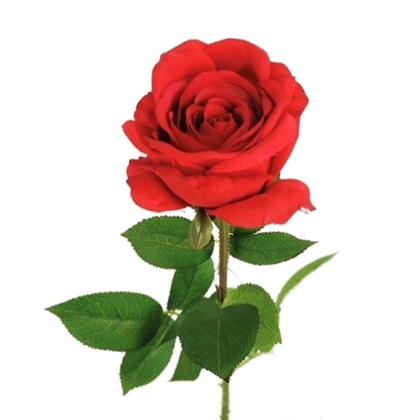 Immagini/shoppercenter_11391_rosa