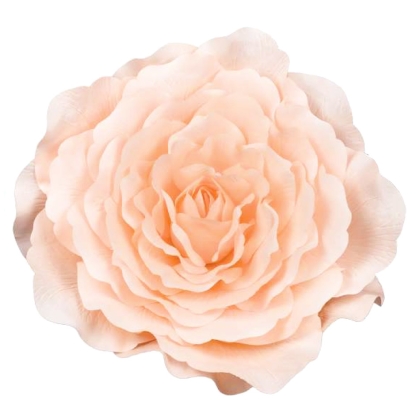 Immagini/shoppercenter_11416_fiore