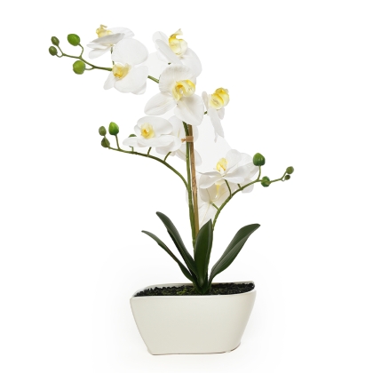 Immagini/shoppercenter_11726_vaso