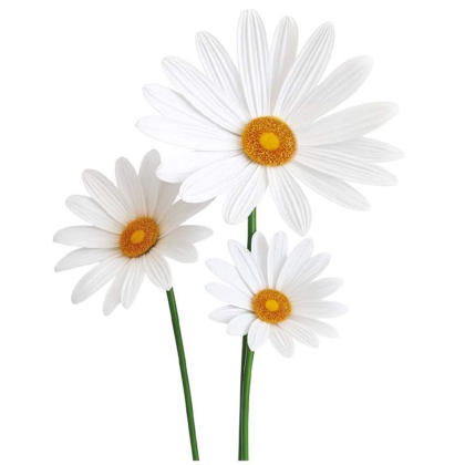 Immagini/shoppercenter_12900_deco