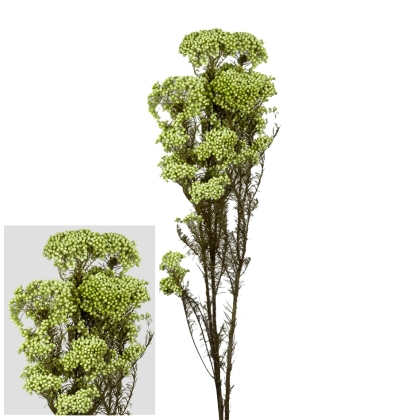 shoppercenter_13058_fiore
