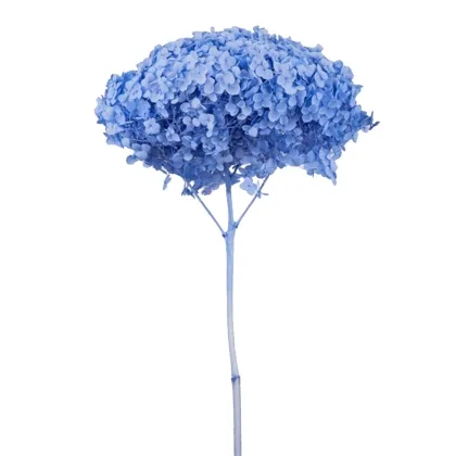 shoppercenter_13052_fiore