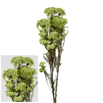 shoppercenter_13058_fiore