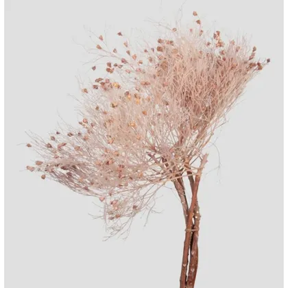 shoppercenter_13061_fiore