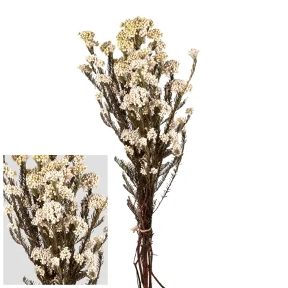 shoppercenter_13056_fiore