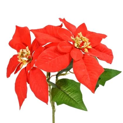 Immagini/shoppercenter_12212_deco